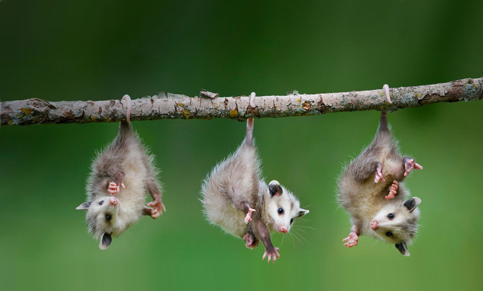 Adorable Animals With Most Horrifying Defense Mechanisms