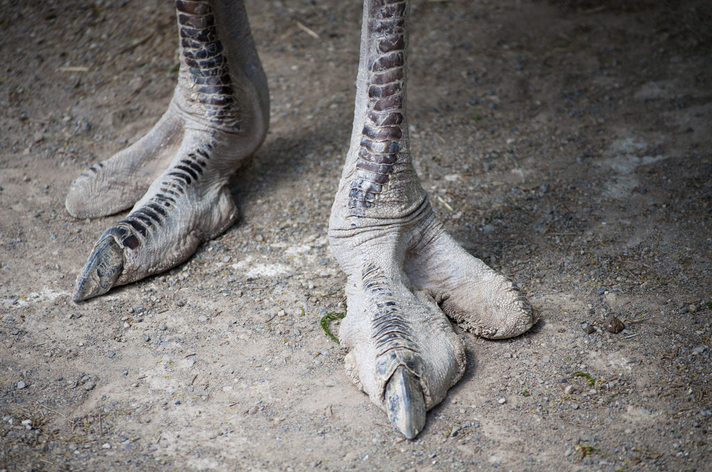 Animal Feet You Have To See To Believe