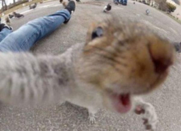 Animals Taking Selfies That Will Make You Smile for rest of the day