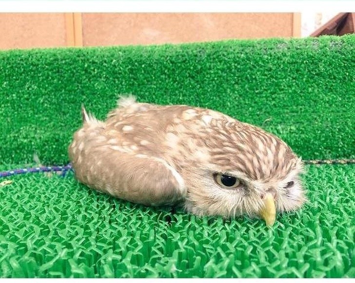 Animal Photos That Were Timed Perfectly