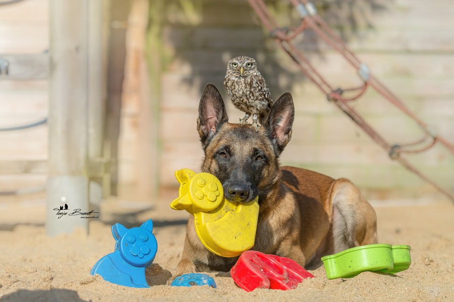 Photographer Captures Tender Moments Between Dog named Ingo and