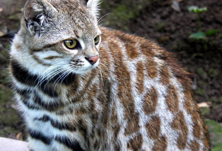 Amazingly rare species of Cats and Dogs