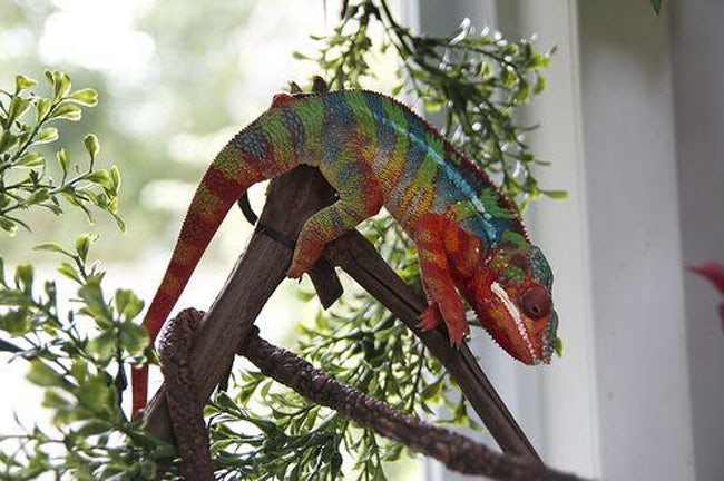 Vibrant Rainbow Animals That Really Exist