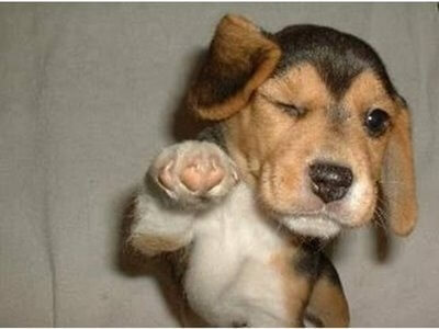 Animals who are winking for a reason