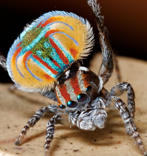 Vibrant Rainbow Animals That Really Exist