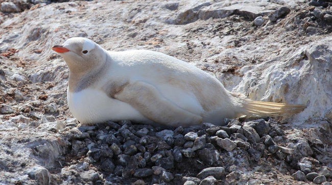 Mind-Blowing Photos Of Half Albino (A.K.A. Leucistic) Animals