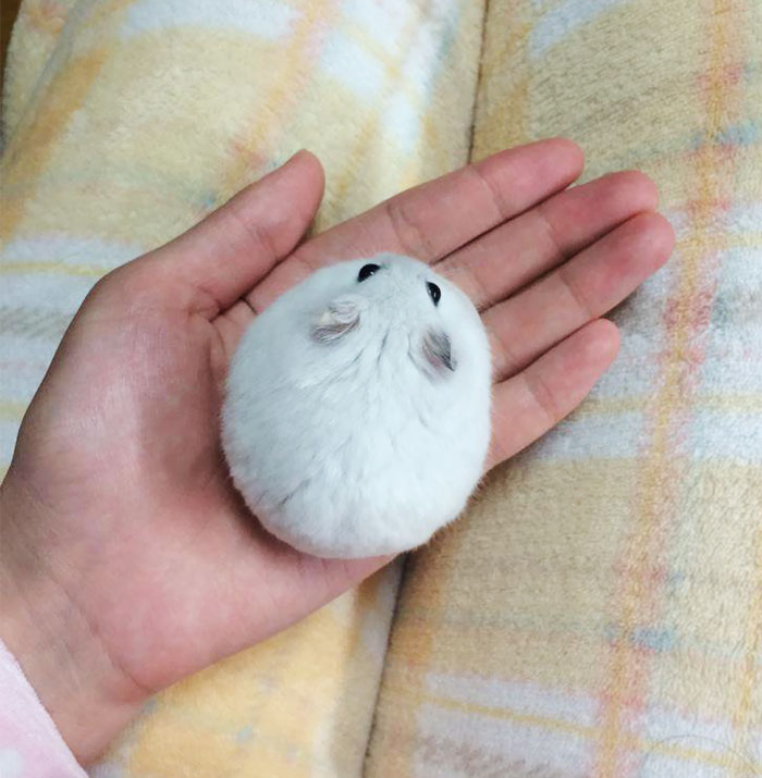 Animals That Are So Round They’ll Roll Straight into Your Heart