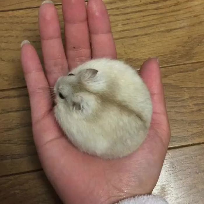 Animals That Are So Round They’ll Roll Straight into Your Heart