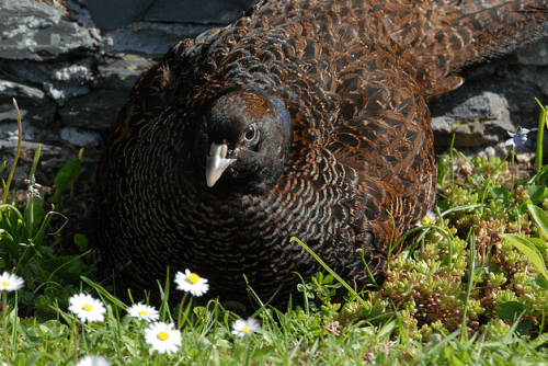 Photos Of Melanistic (All Black) Animals That Will Make You Awww