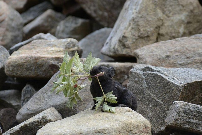 Photos Of Melanistic (All Black) Animals That Will Make You Awww