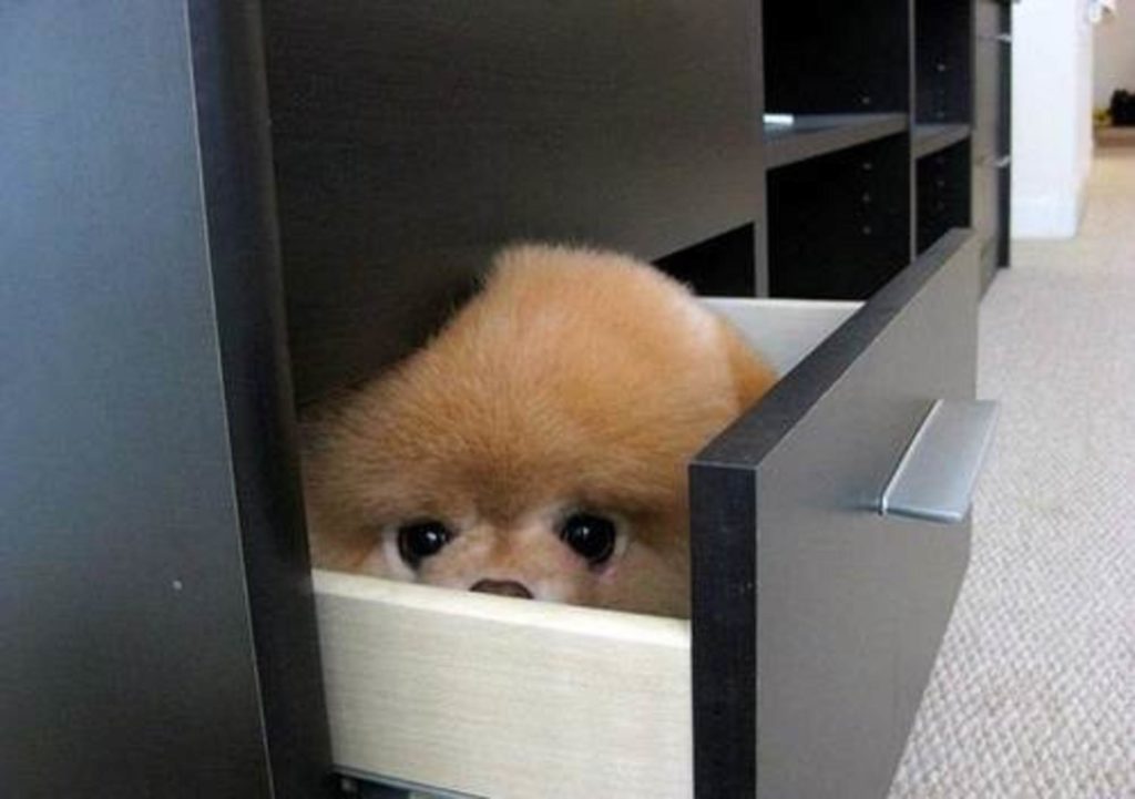 Pomeranian hiding in a file cabinet