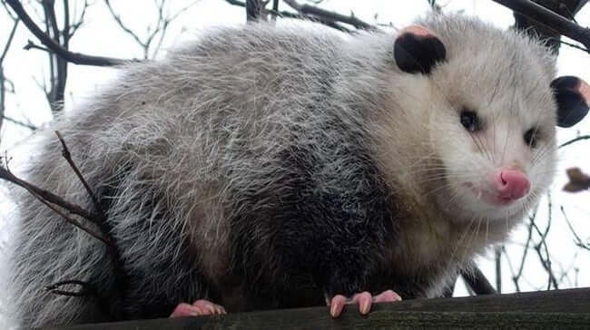 Animals that are ugly but are still ironically adorable