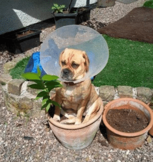 Pets Making the Most of Their Cones of Shame