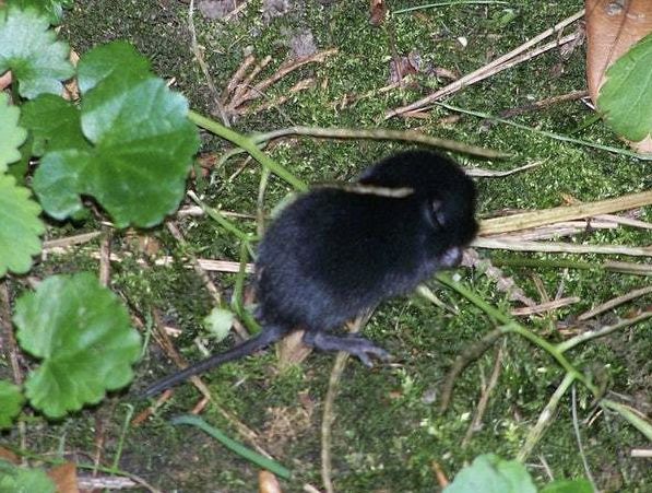 Photos Of Melanistic (All Black) Animals That Will Make You Awww