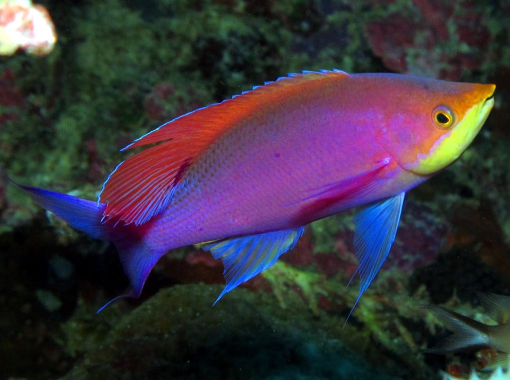 Vibrant Rainbow Animals That Really Exist