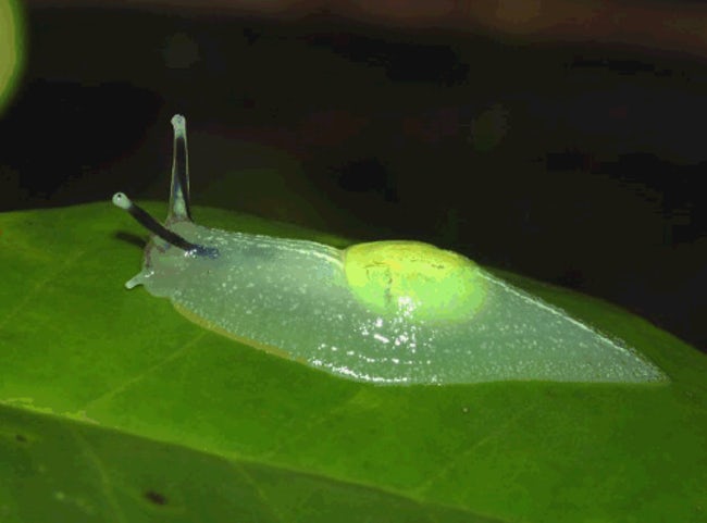 Real Transparent Animals That Will Leave You Amazed