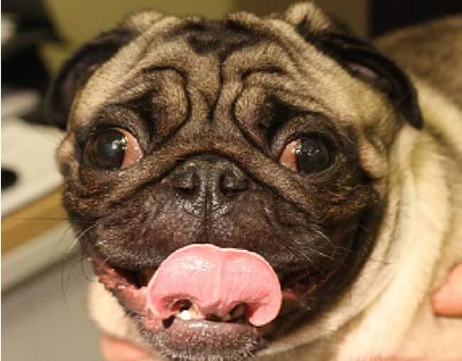 Animals that are ugly but are still ironically adorable