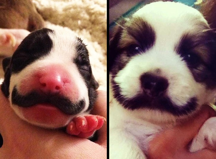 Puppy has a fine Moustache