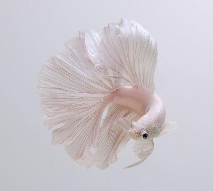 Thai photographer captures pictures of Aquarium Fishes and they are stunningly amazing