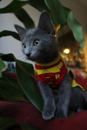 Best Pets Dressed as Superheroes