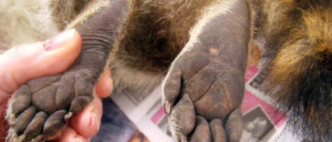 Animal Feet You Have To See To Believe