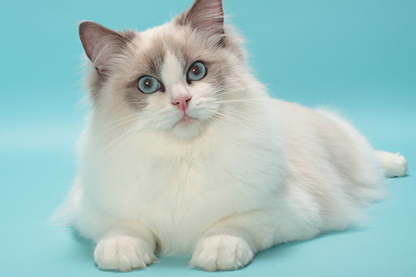 Adorable Hybrid Cats that you will fall in love with instantly
