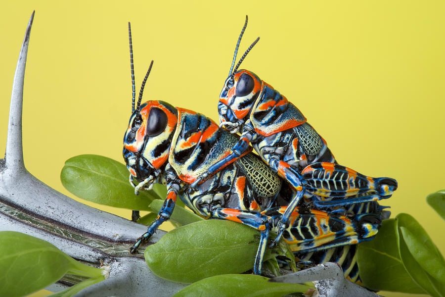 Vibrant Rainbow Animals That Really Exist