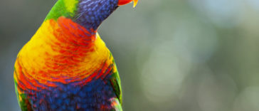 Vibrant Rainbow Animals That Really Exist