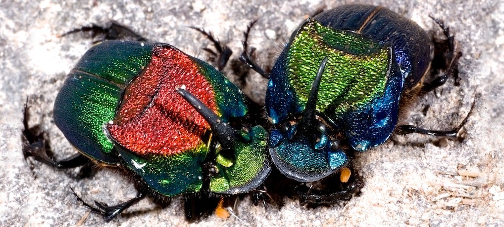 Vibrant Rainbow Animals That Really Exist