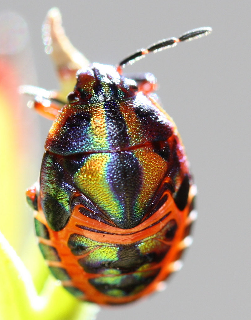 Vibrant Rainbow Animals That Really Exist