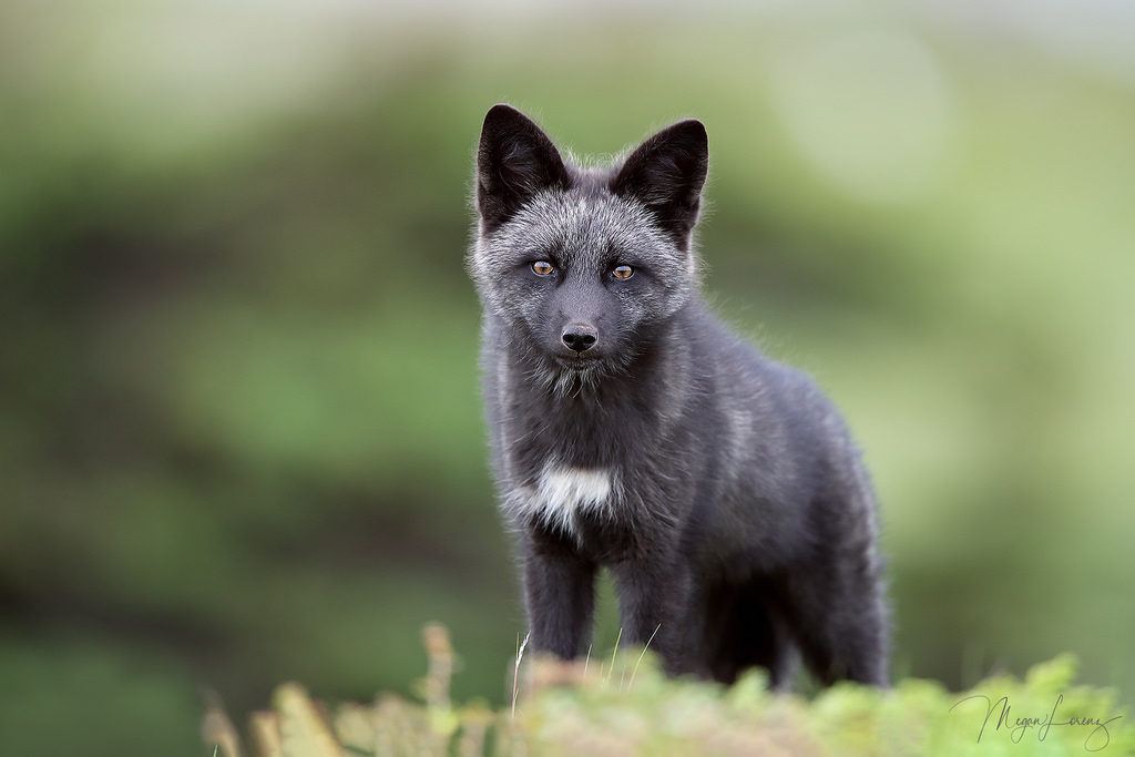 Photos Of Melanistic (all Black) Animals That Will Make You Awww - Love 