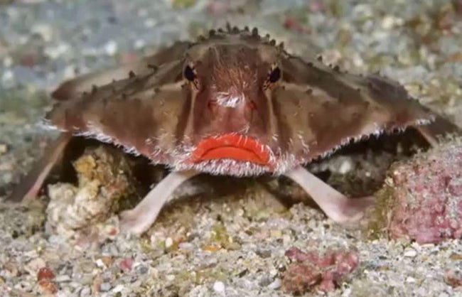 Animals With Eerily Human Physical Characteristics