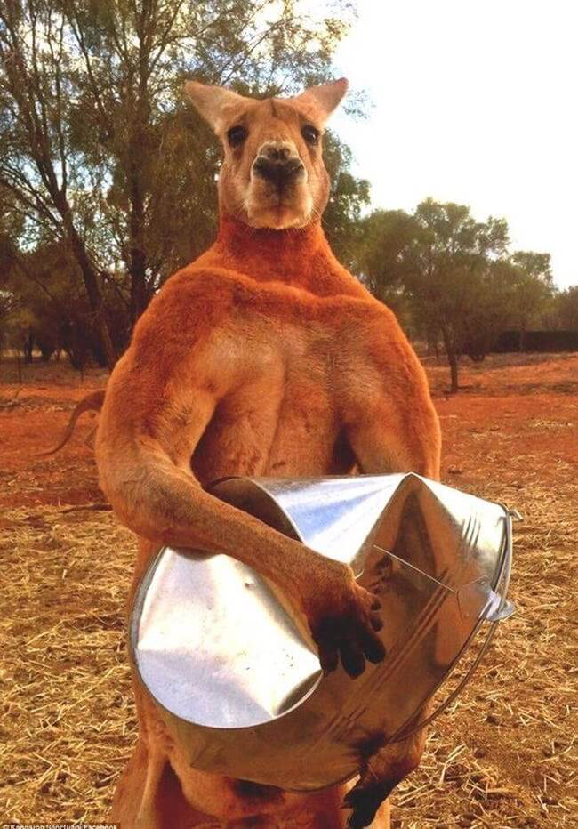 Beautiful Animals who got fame on internet for their sexiness