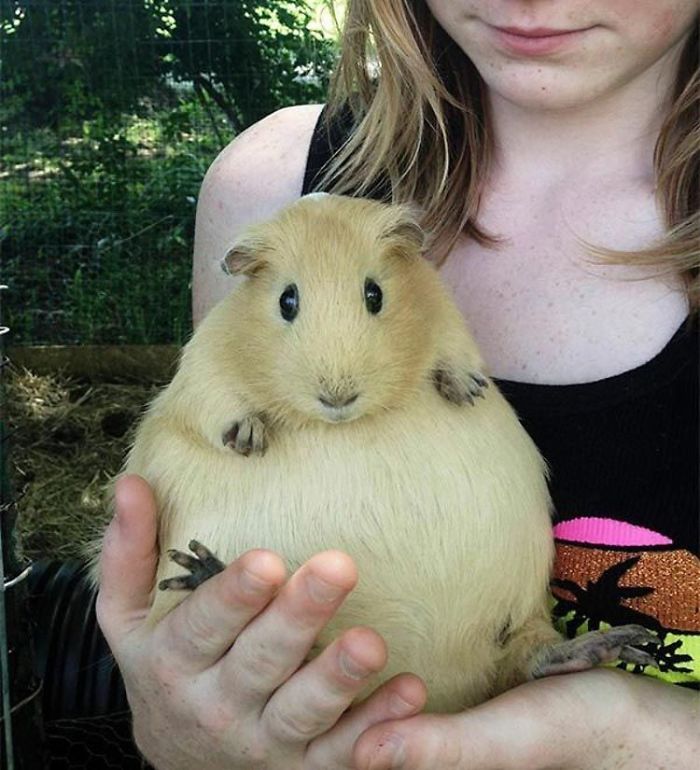 Animals That Are So Round They’ll Roll Straight into Your Heart