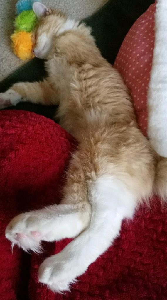 These Injured Animals Found Loving Homes