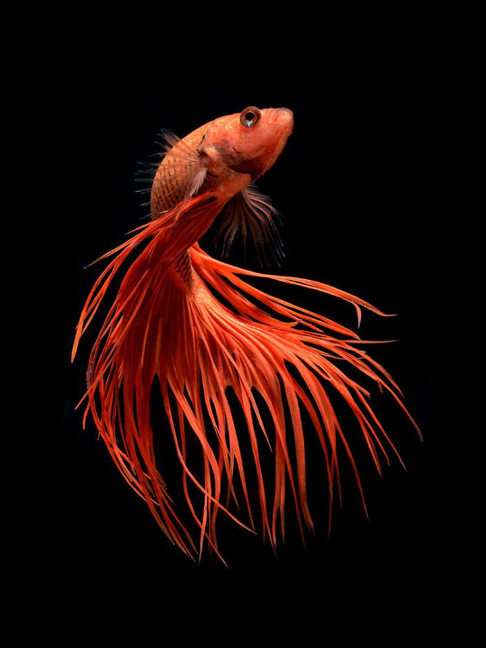 Thai photographer captures pictures of Aquarium Fishes and they are stunningly amazing