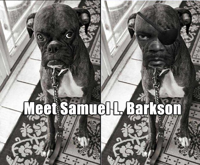 Pets That Were Named Appropriately