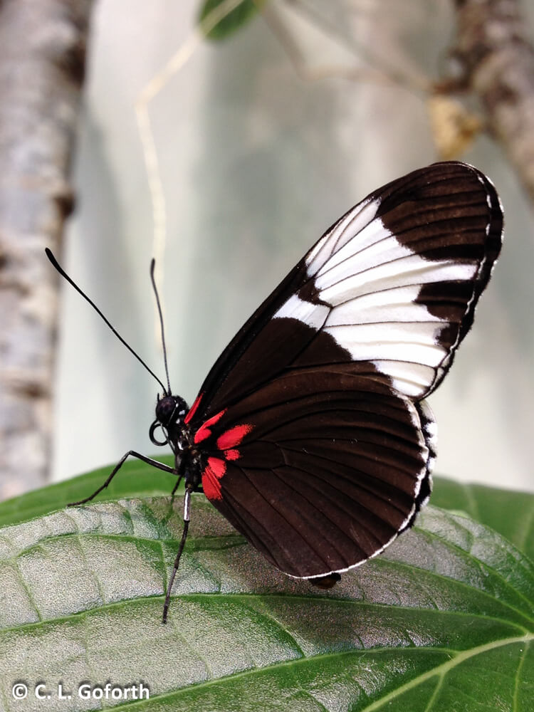 World's most beautiful Butterflies