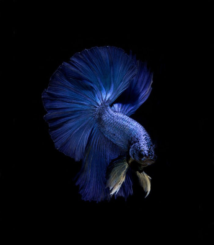 Thai photographer captures pictures of Aquarium Fishes and they are stunningly amazing