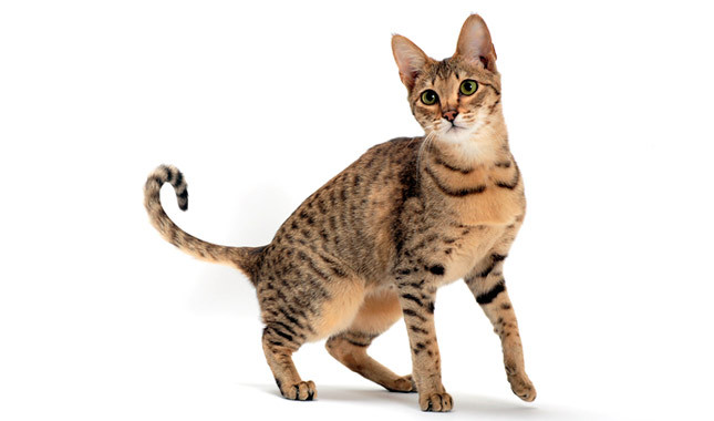 Adorable Hybrid Cats that you will fall in love with instantly