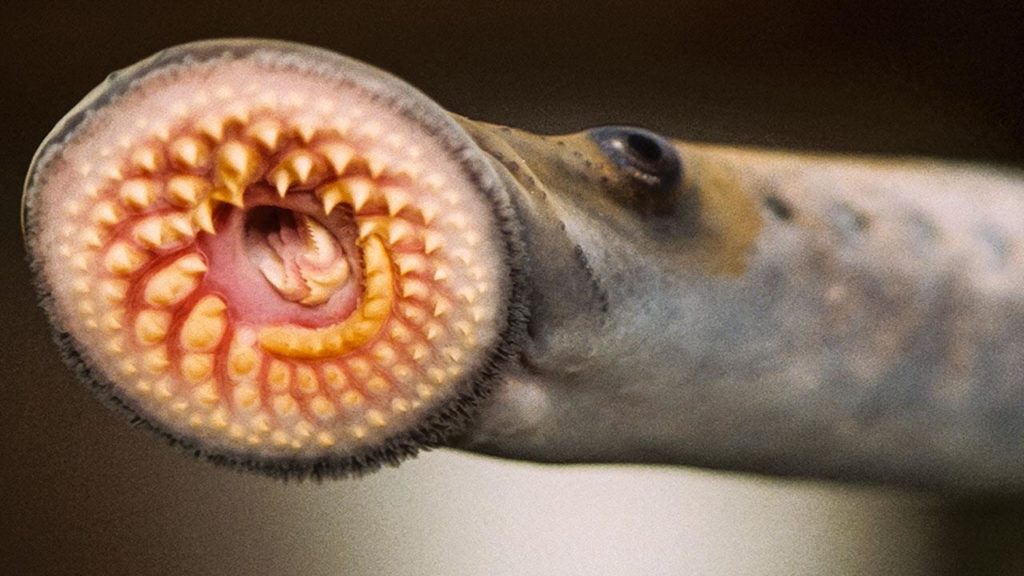 Terrifying Animal Mouths That Are Upsetting To Even Look At