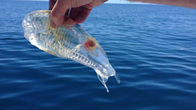 Real Transparent Animals That Will Leave You Amazed