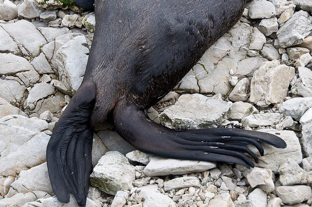 Animal Feet You Have To See To Believe