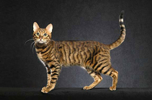 Adorable Hybrid Cats that you will fall in love with instantly