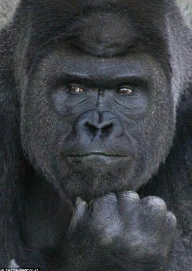 Beautiful Animals who got fame on internet for their sexiness