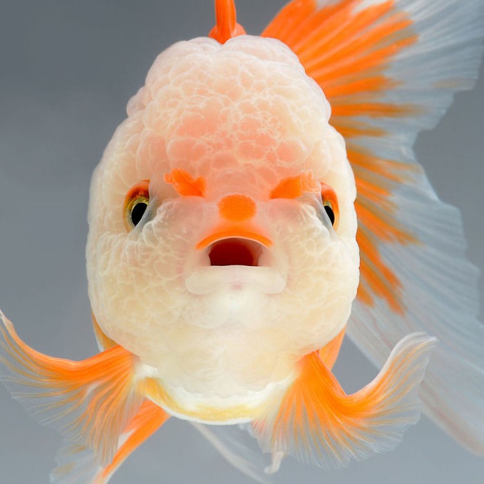 Thai photographer captures pictures of Aquarium Fishes and they are stunningly amazing