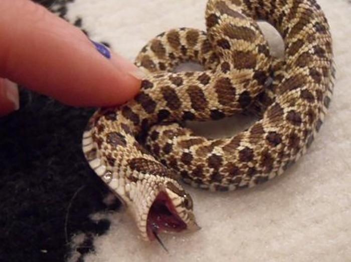 These photos will help you get over your fears of snakes