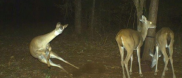 Hilarious life of animals revealed by Trail cams
