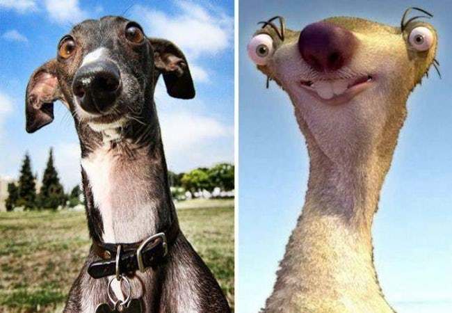 Animals That Look Like Famous Fictional Characters