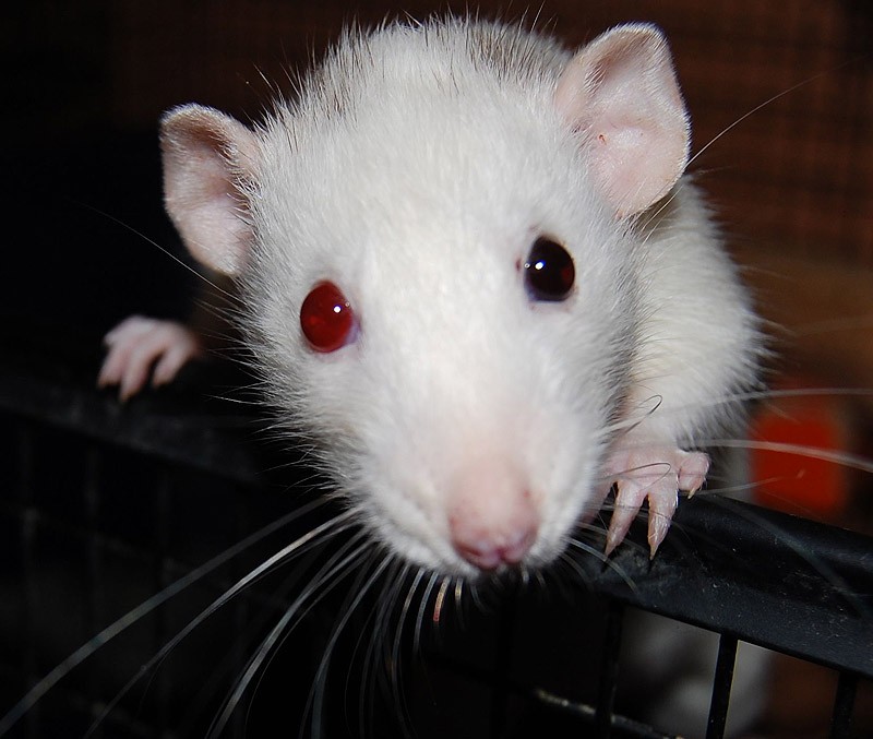two eyed rat